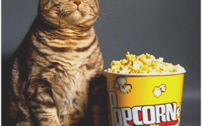 פופקורן 75 – שאלות ותשובות 2 עם ליאור פרנקל