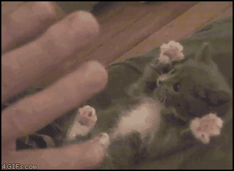 giphy-downsized (40).gif